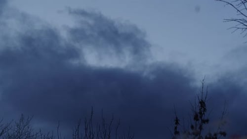 Overcast Sky and Bare Tree Branches