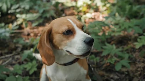 Funny Beagle Dog Close Up Portrait Closeup Face Happy, Dog Walking Sitting Service