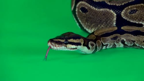Royal Python ou Python Regius sur fond vert au Studio. Gros plan
