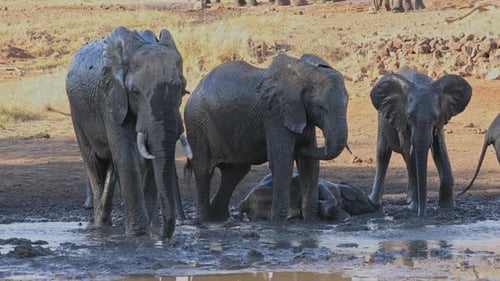 Elephants in a Muddy Watering Hole