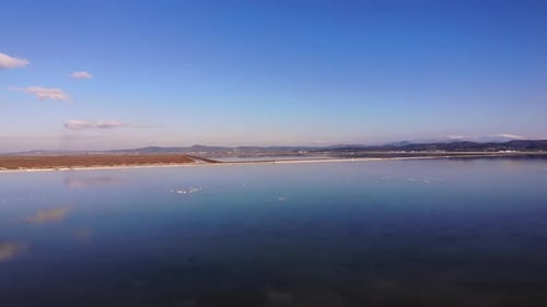 Flock of Birds Wading in Shallow Saltwater Lagoon