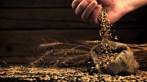 The Super Slow Motion of Wheat Grains Fall From a Man's Hand Into a Pouch