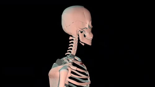 Bucle de rotación completa de los músculos subclavios