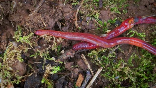 Worms