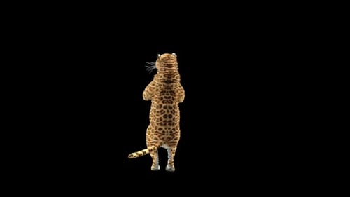 Leopard Dancing HD