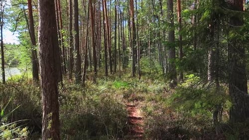 forest path in a national park in finland during daytime