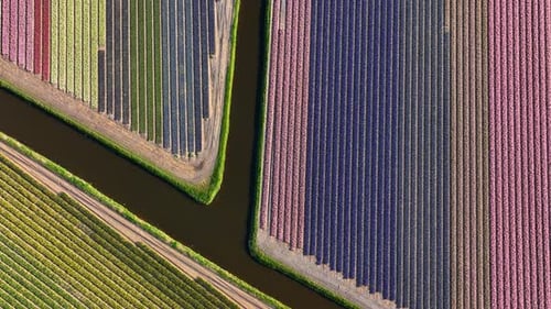 Beautiful Aerial Drone Shot of Colorful Tulip Fields in the Netherlands