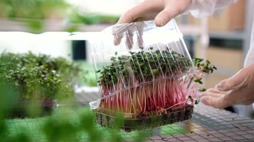 Closeup of Radish Microgreens Green Leaves and Purple Stems Packed for Delivery