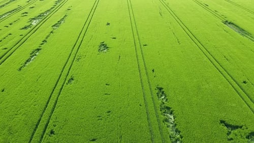 Aerial View Green Wheat Field