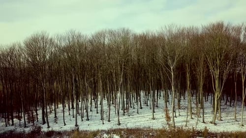 Aerial view of bare winter forest.