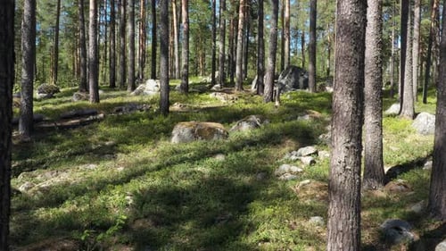 Flug im immergrünen Wald an einem sonnigen Sommertag