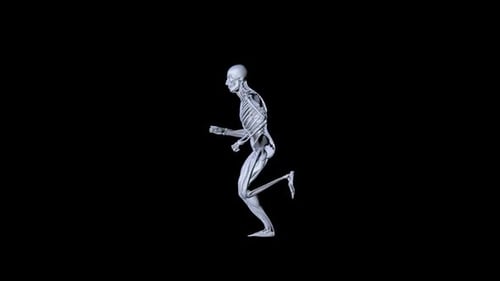 3D Human Skeleton Muscles Reveal Running Animation