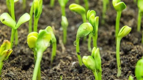 Growing green grass plant time lapse
