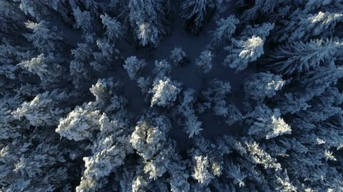 Aerial View of the Snow-covered Spruce Forest