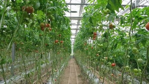 Rows of Tomatoes Growing in Modern Greenhouse