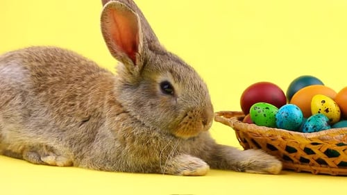 Ein kleiner flauschiger brauner Osterhase liegt in der Nähe eines hölzernen Weidenkorbs mit einer Vielzahl bunter Eier
