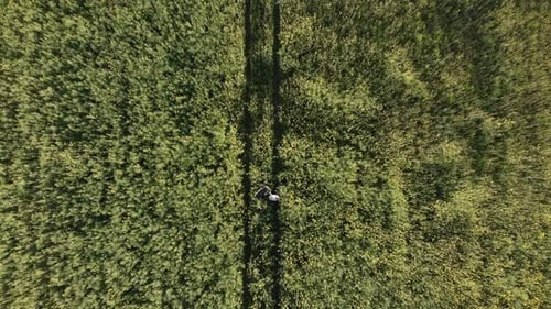 Unrecognizable Man Stands on Path Among Tall Plants in Field and Waves Plaid
