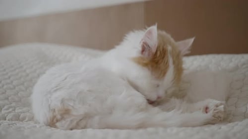 Fluffy Cat Grooming Itself on a Cozy Bed