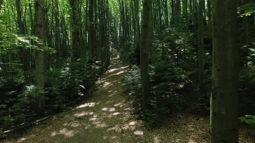Aerial View From a Slow Flying Drone of a Pathway Through a Green Deciduous Forest on a Summer Day