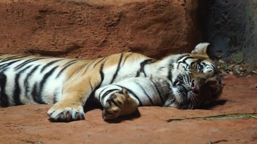 Resting Tiger with Black Stripes