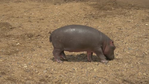 Baby Hippo Walks on Dirt Surface During Daytime