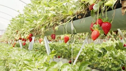 Close up on large ripe Strawberries inside a greenhouse