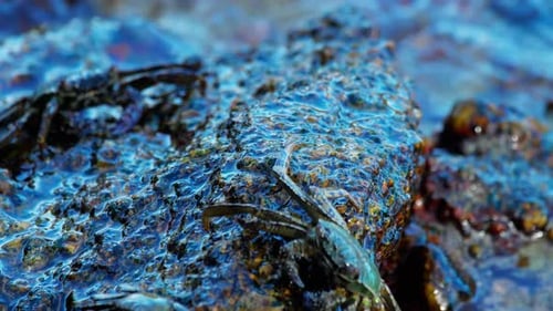 Krabbe auf dem Felsen am Strand