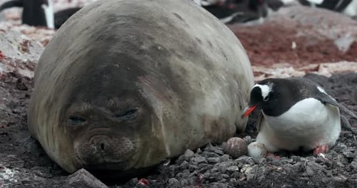 MS Elephant seal (Mirounga leonina) with gentoo penguin (Pygoscelis papua) at Waterboat Point / Anta