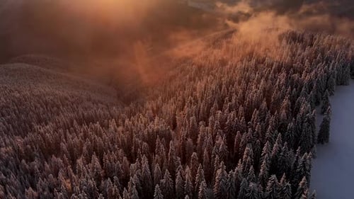 Drone Circle Around Snow Covered Frozen Pine Forest in Mountain Valley