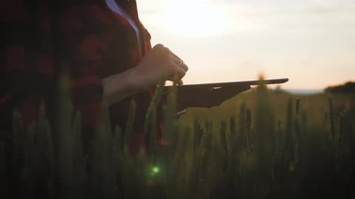Das Mädchen benutzt ein Tablet und plant zu ernten. Tippen Sie auf den Tablet-Bildschirm. Das Konzept der Technologie in