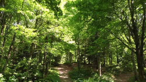 Summer Mountain Path in Mountain Forest