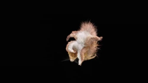 Eichhörnchen Tanzen HD