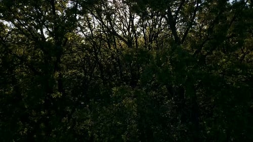 Aerial View of Lush Forest Canopy in Sunlight