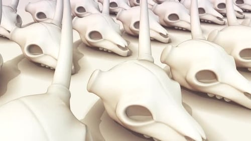 Beaucoup De Crânes De Cerf Dans Une Rangée Hd
