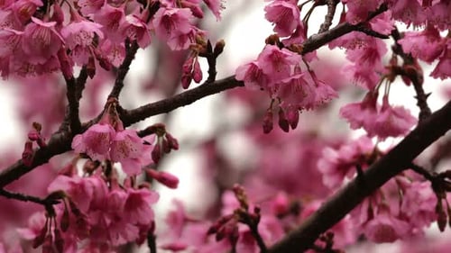Beautiful Pink Cherry Blossoms Blooming in Spring