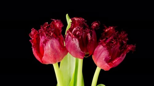 Vibrant Red Tulips Blooming Against Black Background