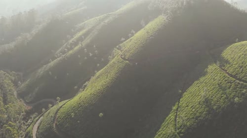 Vue aérienne des plantations de thé par Drone à proximité de la ville de Munnar