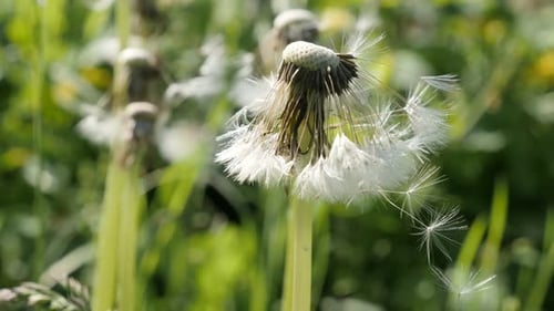 Blumenkopfdetails von Taraxacum officinale flache DOF 4K 2160p 30fps UHD-Aufnahmen - Gemeiner Tanz