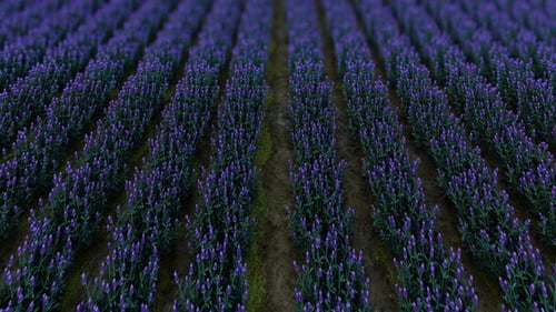Lavender Field 1