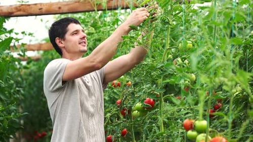 Man Tending Tomatoes in a Greenhouse