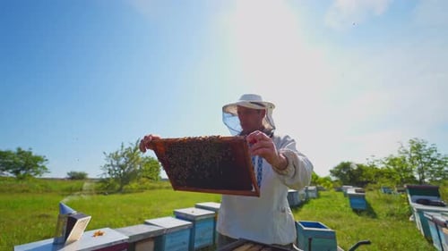 Beekeeper Inspecting Honeycomb Frame in Rural Setting