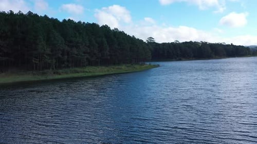 Aerial view of green pine tree forest and lakeshore