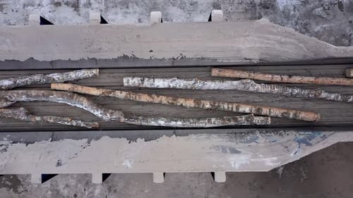 Birch and Aspen Logs are Moving Along the Conveyor at the Plant