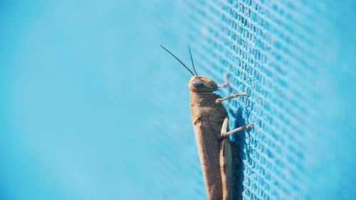 Grashüpfer krabbelt auf blauer Mesh-Oberfläche