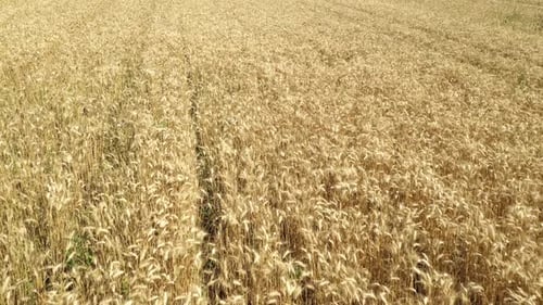 Aerial view of wheat fields in the countryside