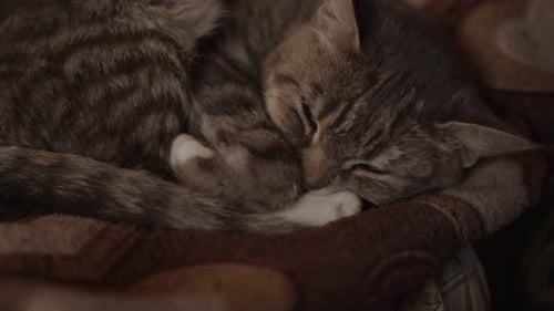 Close Up of Domestic Cat Sleeping on Sofa in Room