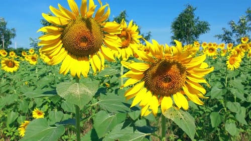 4K Feld gelber Sonnenblumenblüten vor einem Hintergrund von blauem Himmel