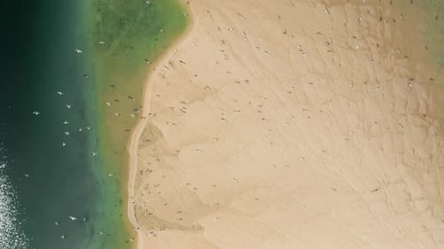 Seagulls Fly Over Stretch of a Shore Within the Ocean