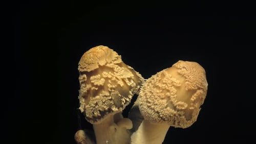Mushrooms Growing Under Bright Light Close Up