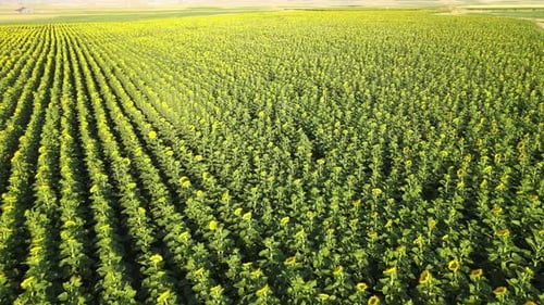 aerial sunflowers